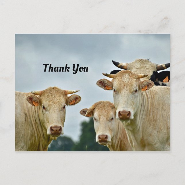 Carte postale de remerciement de vaches (Devant)