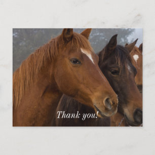 Carte postale de remerciement des triplés chevaux