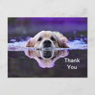 Carte postale de remerciement Golden Retriever