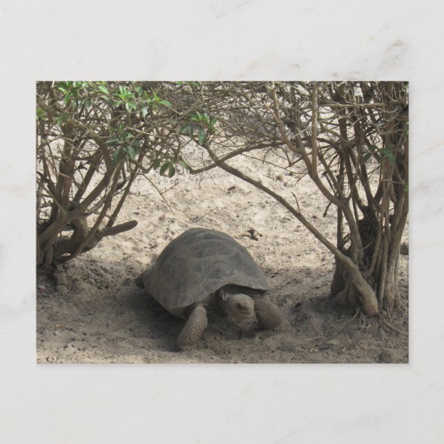 carte postale de repos de tortue galápagos (Devant)