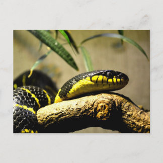 Carte postale de reptiles de serpent