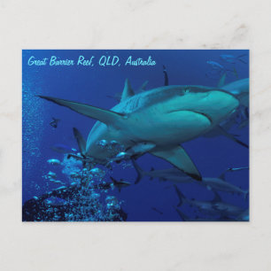 Carte postale de requin gris récif
