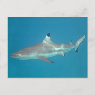 Carte postale de requin nageant sous l'eau