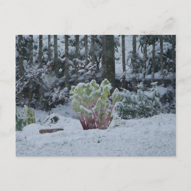 Carte postale de Rhubarbe dans la neige (Devant)