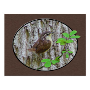 Cartes Postales Roitelet Originales Zazzle Fr