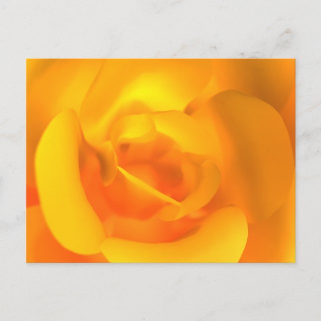 Carte postale de Rose allumée (Devant)