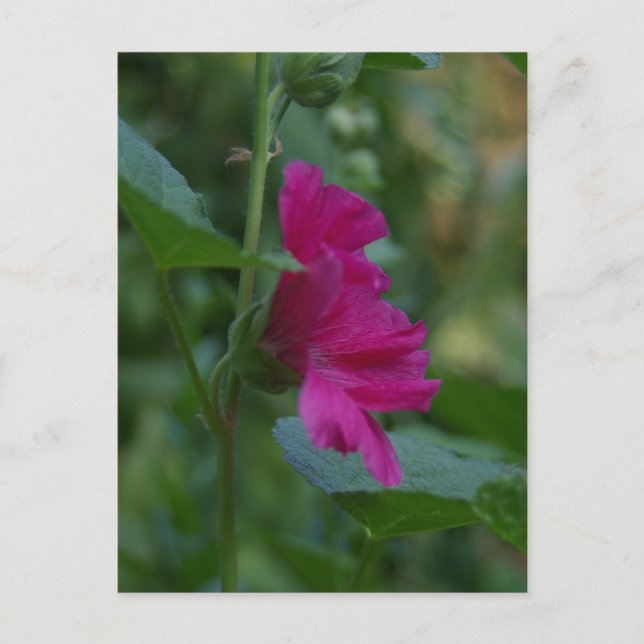 Carte postale de Rose de Sharon rose (Devant)