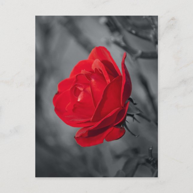 Carte postale de rose rouge (Devant)