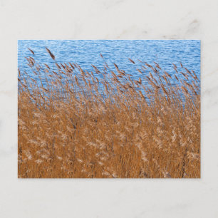 Carte postale de roseaux
