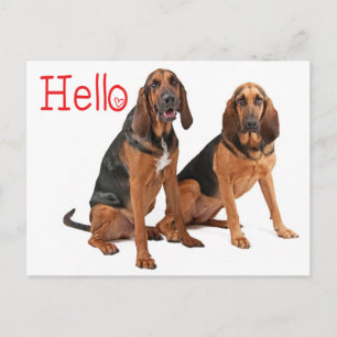 Carte postale de salutation Chien de Saint-Hubert
