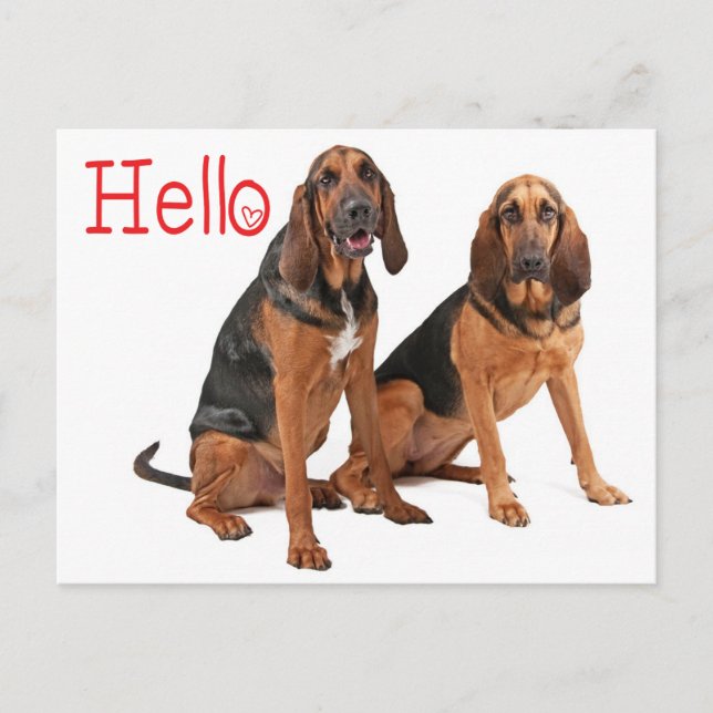 Carte postale de salutation Chien de Saint-Hubert  (Devant)