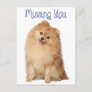 Carte postale de salutation Chien Poméranien Puppy