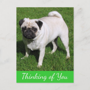 Carte postale de salutation Chien Pug Pensée pour