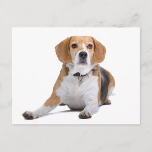 Carte postale de salutation de chiot Beagle