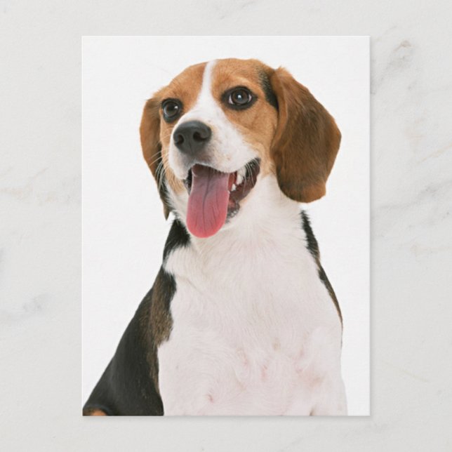 Carte postale de salutation de chiot Beagle (Devant)