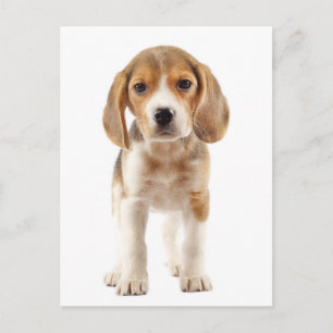 Carte postale de salutation de chiot Beagle