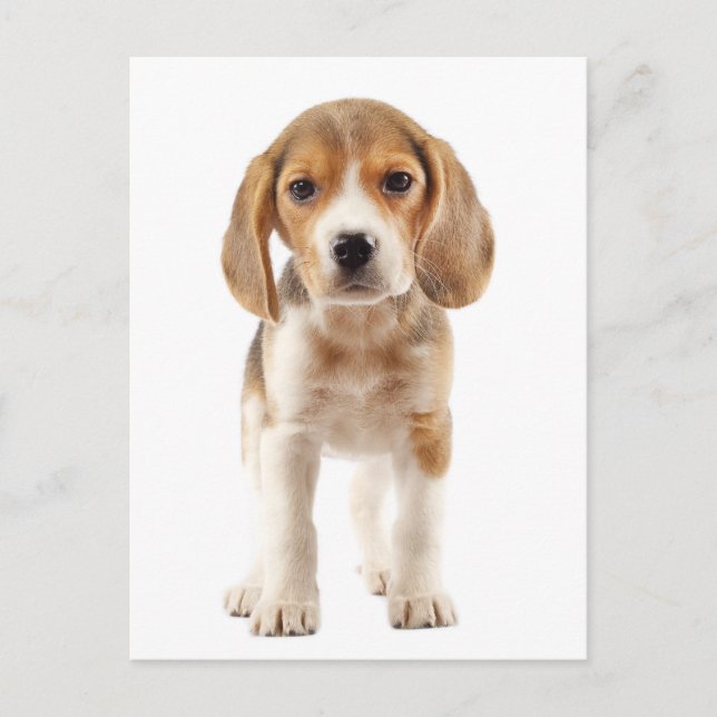 Carte postale de salutation de chiot Beagle (Devant)