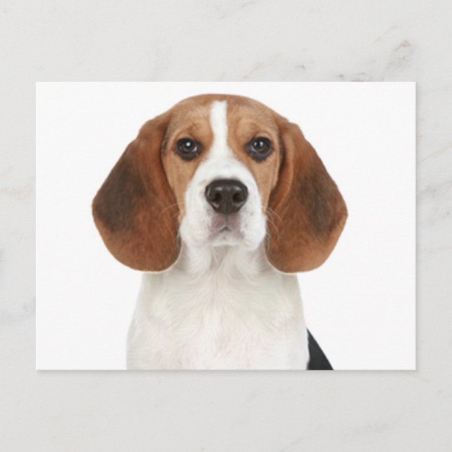 Carte postale de salutation de chiot Beagle (Devant)