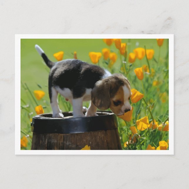 Carte postale de salutation de chiot Beagle (Devant)