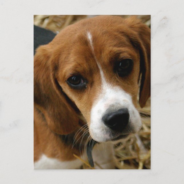 Carte postale de salutation de chiot Beagle (Devant)