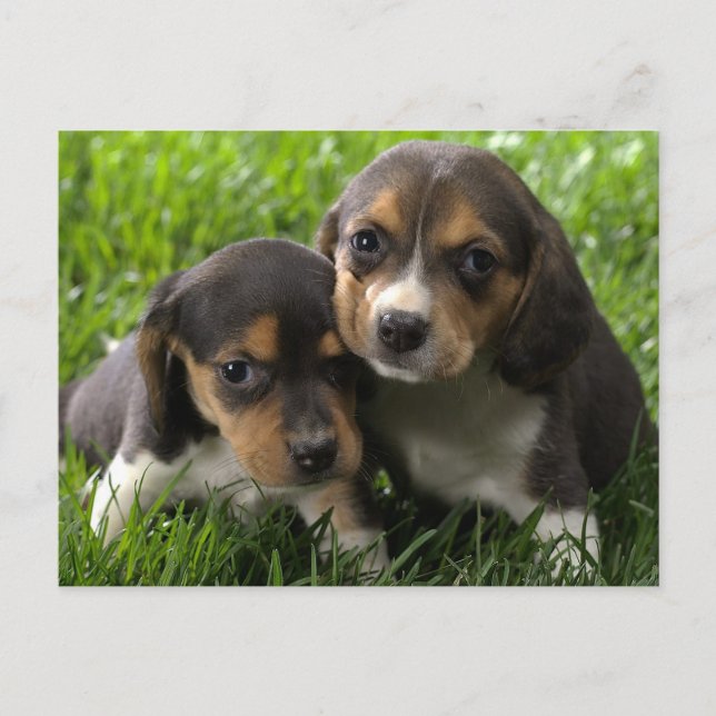 Carte postale de salutation de chiot Beagle (Devant)