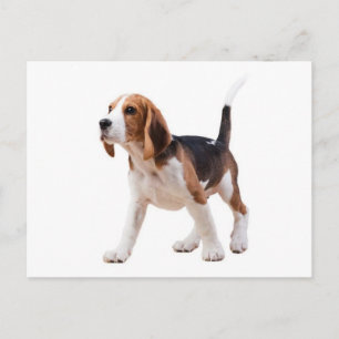 Carte postale de salutation de chiot Beagle