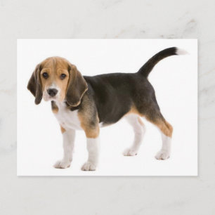 Carte postale de salutation de chiot Beagle