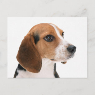 Carte postale de salutation de chiot Beagle