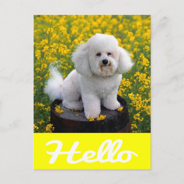 Carte postale de salutation de chiot Bichon Frise  (Devant)