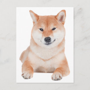 Carte postale de salutation de chiot Shiba Inu