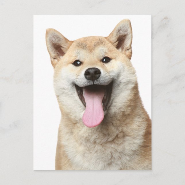 Carte postale de salutation de chiot Shiba Inu (Devant)
