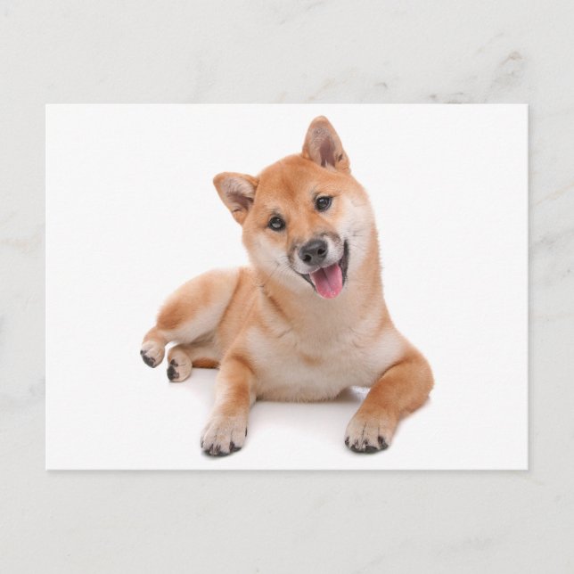 Carte postale de salutation de chiot Shiba Inu (Devant)
