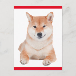 Carte postale de salutation de chiot Shiba Inu