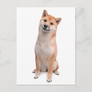 Carte postale de salutation de chiot Shiba Inu