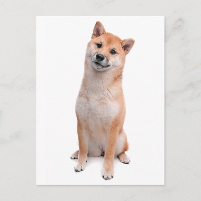 Carte postale de salutation de chiot Shiba Inu (Devant)