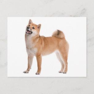 Carte postale de salutation de chiot Shiba Inu