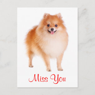 Carte postale de salutation pour chien Pomeranian