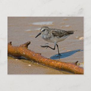 Carte postale de Sandpiper