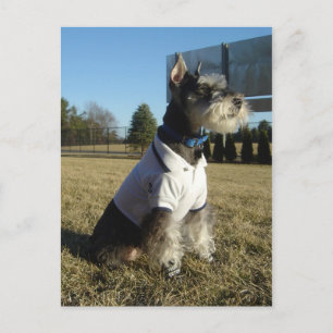 Carte postale de Schnauzer miniature
