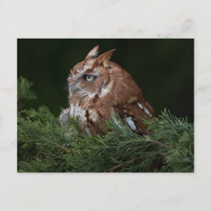 Carte postale de Screech Owl