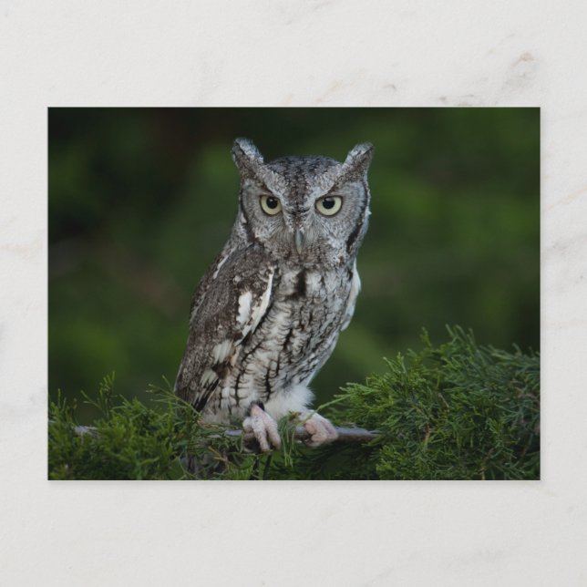 Carte postale de Screech Owl (Devant)