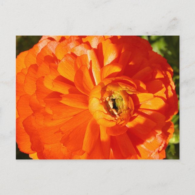 Carte postale de sensibilisation à la sclérose en  (Devant)