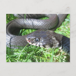 Carte postale de serpent à herbe