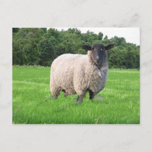 Carte postale de Sheal