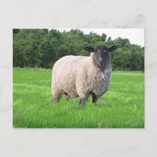 Carte postale de Sheal