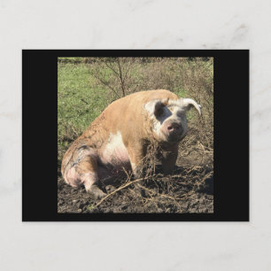 Carte postale de Sheila. Mon gros porc gras