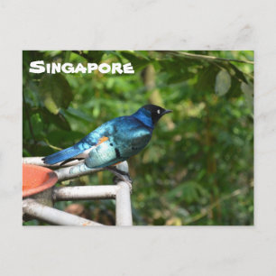 Carte postale de Singapour : Superbe Starling