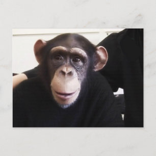 Carte postale de singe mignon