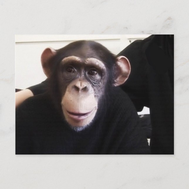 Carte postale de singe mignon (Devant)