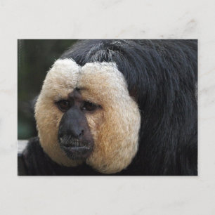 Carte postale de singe Saki face blanc